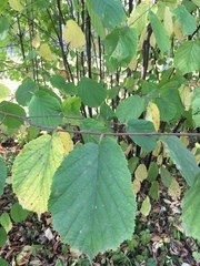Corylus avellana