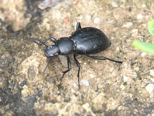 Tentyria grossa