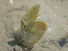Halophila ovalis
