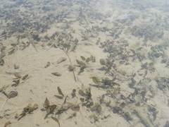 Halophila ovalis