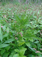 Rumex maritimus