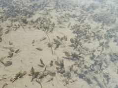 Halophila ovalis