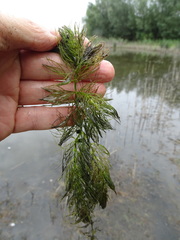 Ceratophyllum submersum