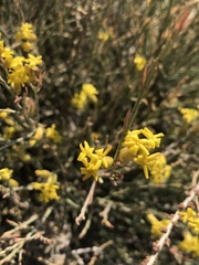 Lasiosiphon polycephalus