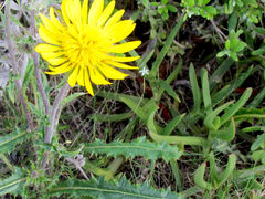Berkheya decurrens