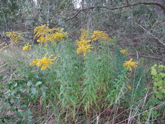Solidago canadensis