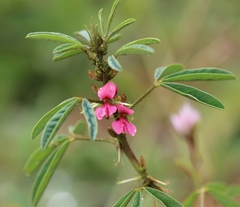 Indigofera glandulosa