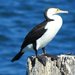 Pied Cormorant - Photo (c) Allan Lugg, some rights reserved (CC BY-NC)