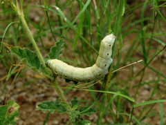 Proserpinus terlooii