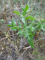 Anchusa arvensis