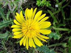 Berkheya decurrens