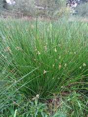 Juncus effusus