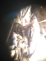 Caprimulgus ruficollis