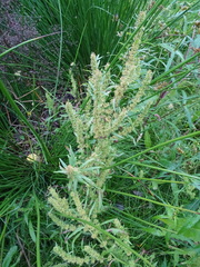 Rumex maritimus