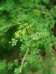 Mimosa distachya laxiflora