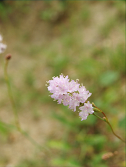 Boerhavia xantii