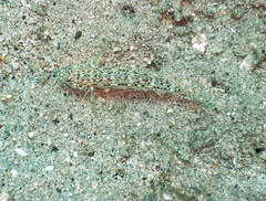 Istigobius decoratus