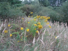 Solidago canadensis
