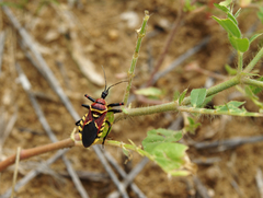 Apiomerus flaviventris