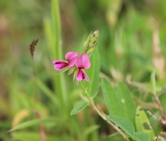 Indigofera dalzellii