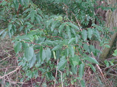 Prunus serotina