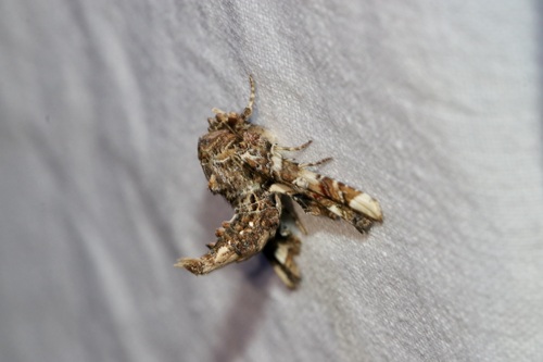 Eutelia adulatrix