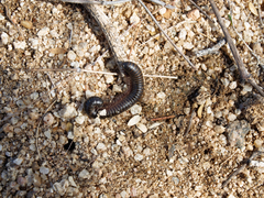 Orthoporus texicolens