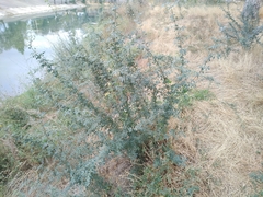 Halimodendron halodendron