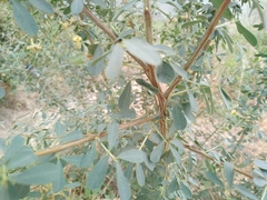 Halimodendron halodendron