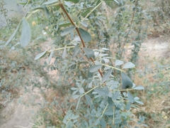 Halimodendron halodendron