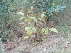 Juglans regia