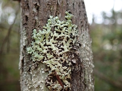 Menegazzia neozelandica