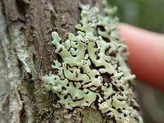 Menegazzia neozelandica
