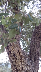Quercus suber