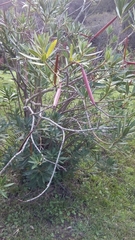 Nerium oleander