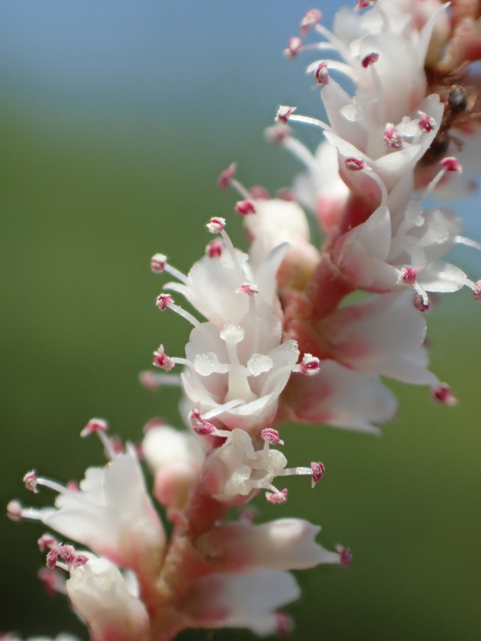 Tamarix aphylla