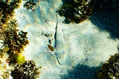 Platycephalidae