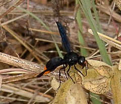 Synagris