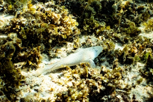 Banka flathead (Cymbacephalus bosschei) — Platycephalidae — 3
