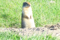 Urocitellus columbianus