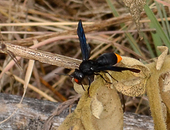 Synagris