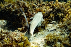 Platycephalidae