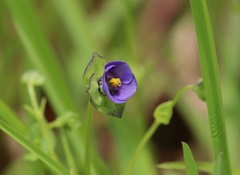 Exacum pumilum