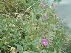 Epilobium hirsutum