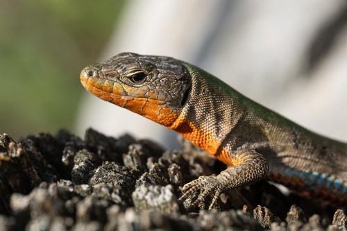 Dalmatian Wall Lizard, 51559, Beli, Croatia, photo 10 of 10