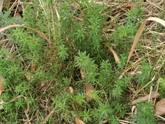 Galium