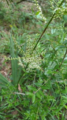 Dwarf palmetto (Sabal minor)