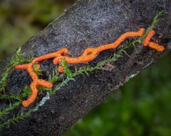 Willkommlangea reticulata