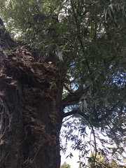 Laetiporus sulphureus