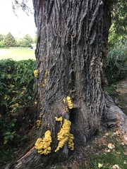 Laetiporus sulphureus